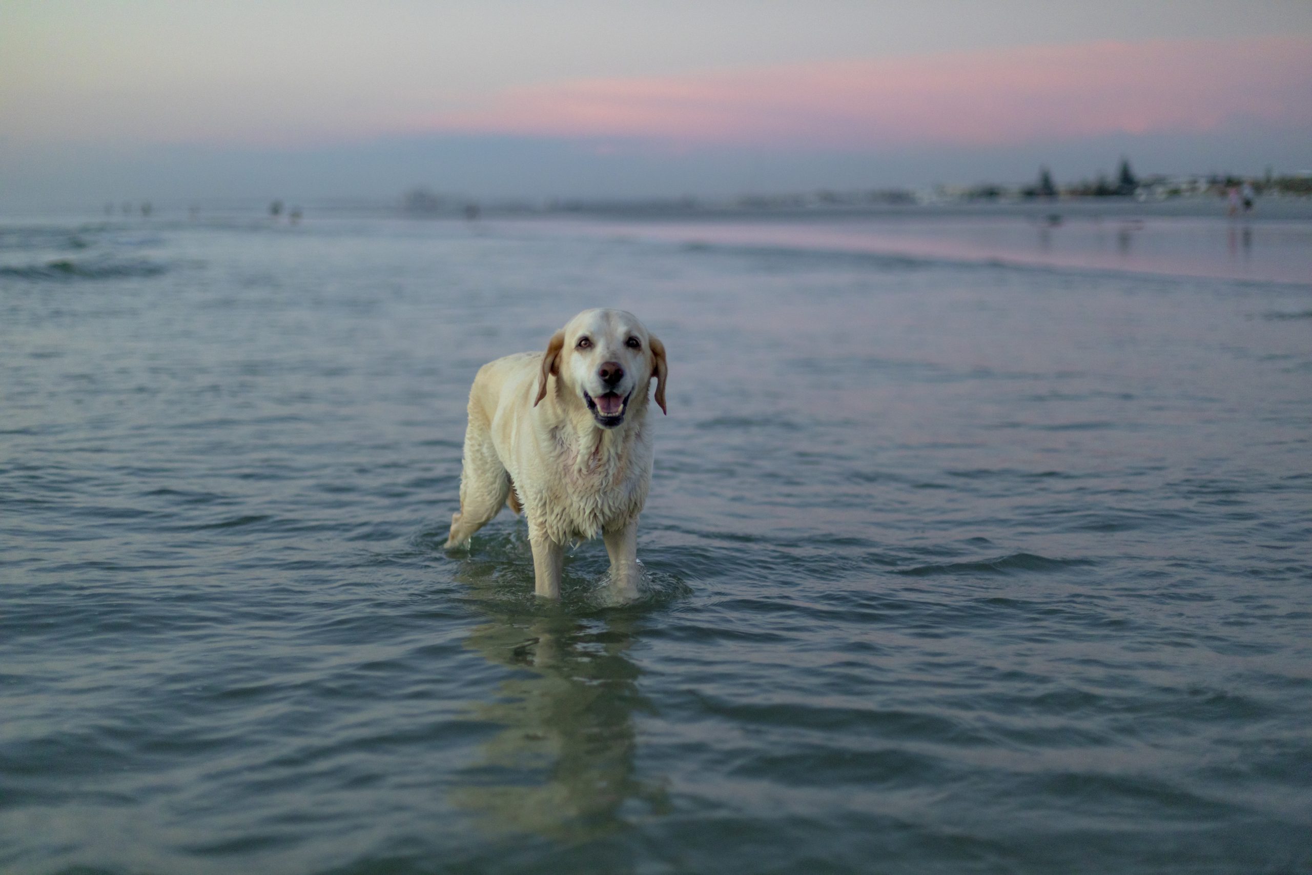 Bailey at Melkbosstrand